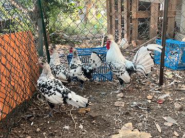 Galli e galline Appenzeller