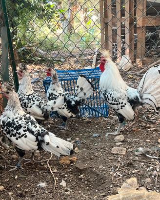 Galli e galline Appenzeller