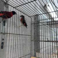 Cardinalini del Venezuela