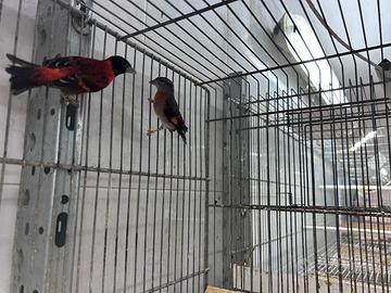 Cardinalini del Venezuela