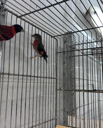 Cardinalini del Venezuela