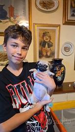 Carlino , 3 mes, con pedigree