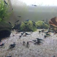 Gamberetti Caridine Blu