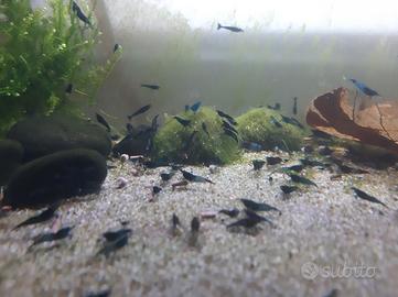 Gamberetti Caridine Blu