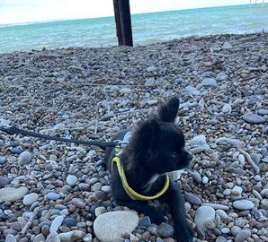 Chihuahua NERO CHOKO A PELO LUNGO con Pedigree