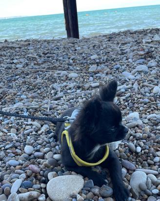 Chihuahua NERO CHOKO A PELO LUNGO con Pedigree
