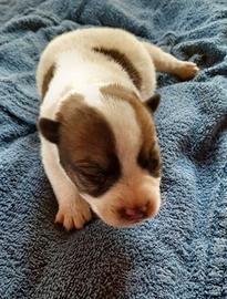 Cuccioli Jack Russell Terrier