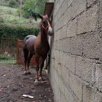 Cavalla quarter e indigena di anni 6