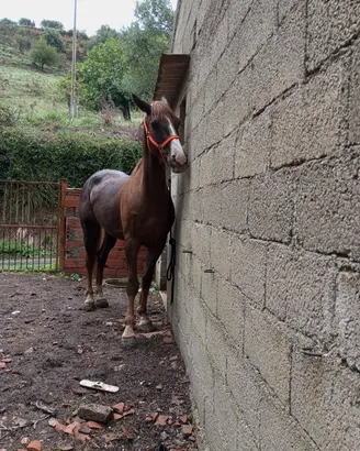 Cavalla quarter e indigena di anni 6