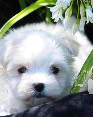 Maltese Toy Cucciolo Trequartidiluna