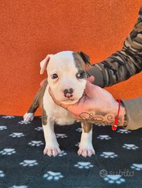 Amstaff