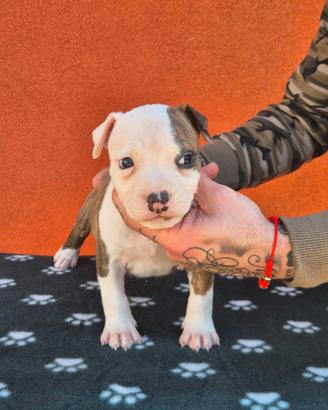 Amstaff