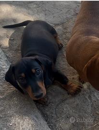 Bassotto nano/kaninchen