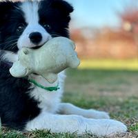 Border collie cucciolo