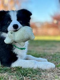 Border collie cucciolo