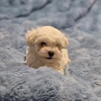 Maltese mini toy