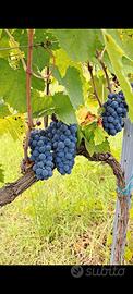 Vino sangiovese 