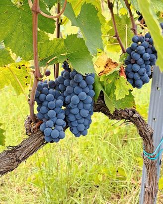 Vino sangiovese 