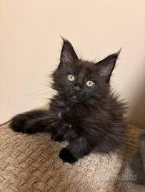 Maine coon black