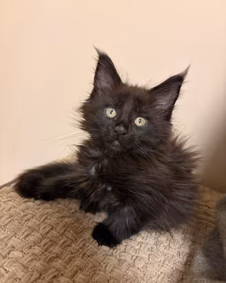 Maine coon black