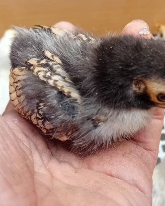 Galline sebright