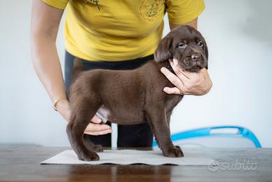 Cuccioli di Labrador - Papà Campione