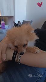Volpino maschio cucciolo 4 mesi