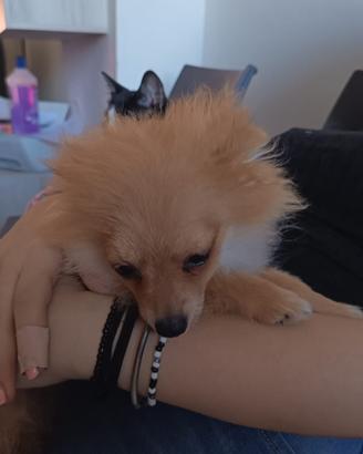 Volpino maschio cucciolo 4 mesi