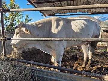 Toro Chianino anni 5