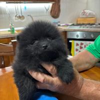 Cucciolo di Pomerania Nero (solo femminucce)