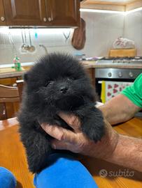 Cucciolo di Pomerania Nero (solo femminucce)