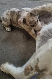 Cucciola incrocio pastore australiano