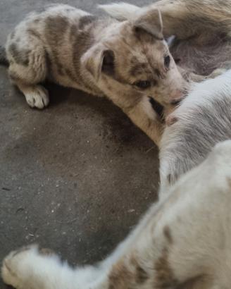 Cucciola incrocio pastore australiano