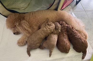 Cuccioli di barboncino toy