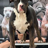 Americanbully XL