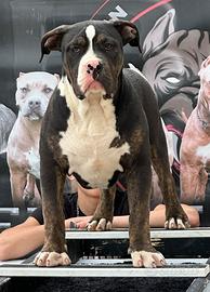 Americanbully XL