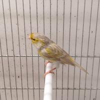 Canarini agata opale giallo mosaico