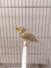 Canarini agata opale giallo mosaico