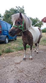 Pony