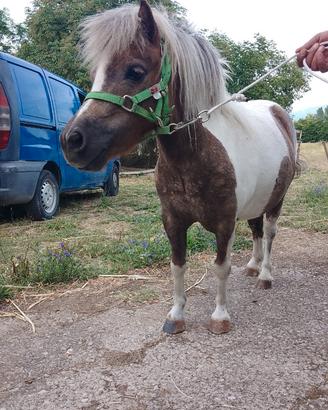 Pony