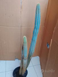 cactus con spine original