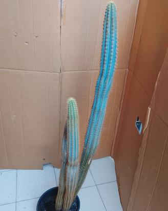 cactus con spine original