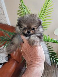 Cuccioli spitz pomerania