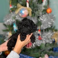 Barboncino toy nero e taglia n colorazione esotica