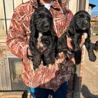 Cuccioli di Cocker Spaniel