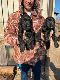 Cuccioli di Cocker Spaniel