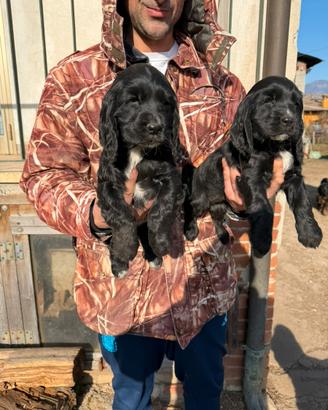 Cuccioli di Cocker Spaniel