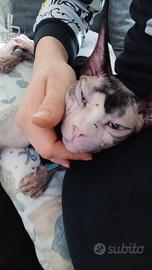 Gatto di razza Spynx