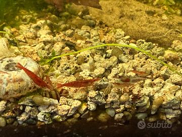 Caridine red cherry e varie piante