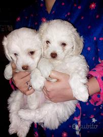 Vendita cuccioli maltesi